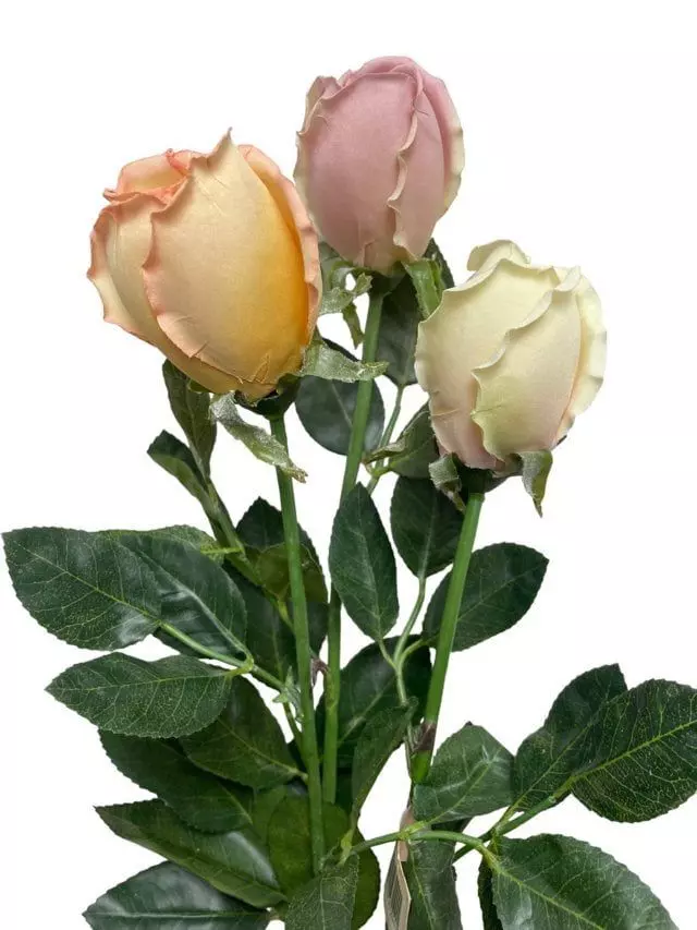 Rosa Crema 75cm Artificial | Estilo Natural para Interiores y Vitrinas-3