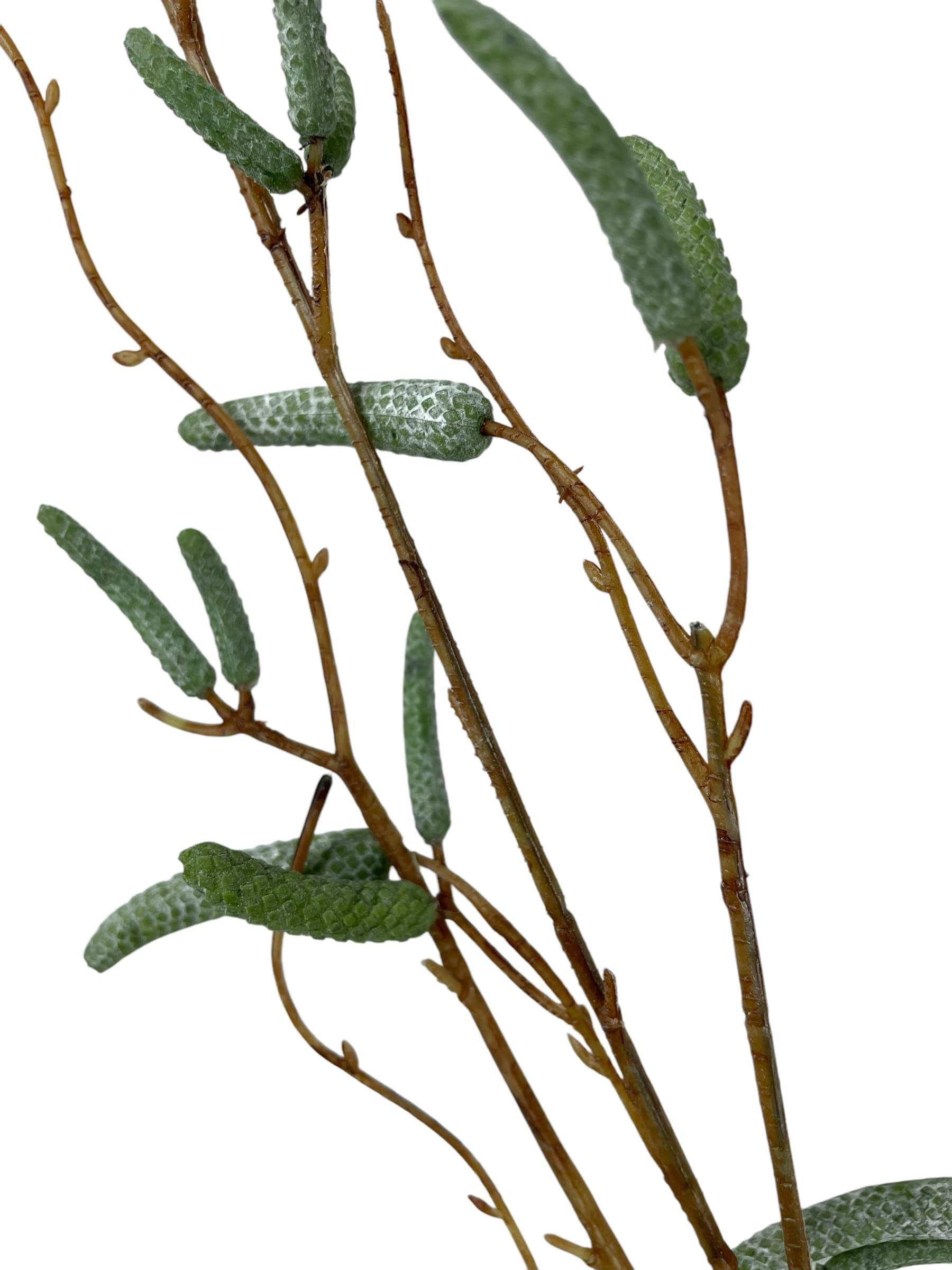 Rama Artificial de Abedul 125 cm Artificial | Estilo Natural para Interiores y Vitrinas-2