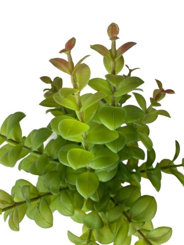 Ramo Arbusto Money Verde Rojo Artificial | Estilo Natural para Interiores y Vitrinas-2