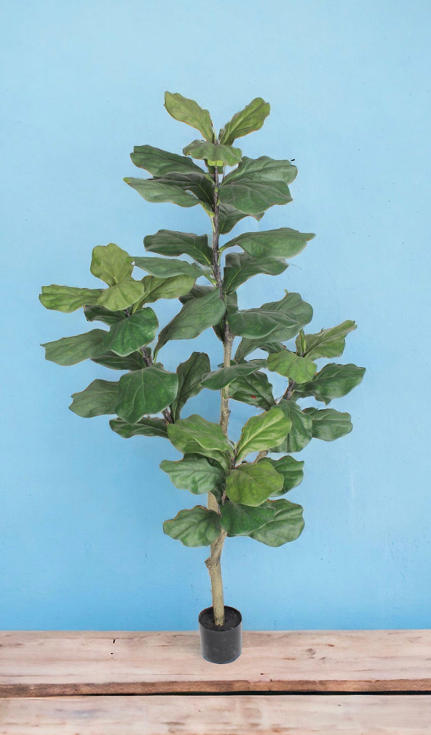 Árbol Ficus Lyrata 150cm-2