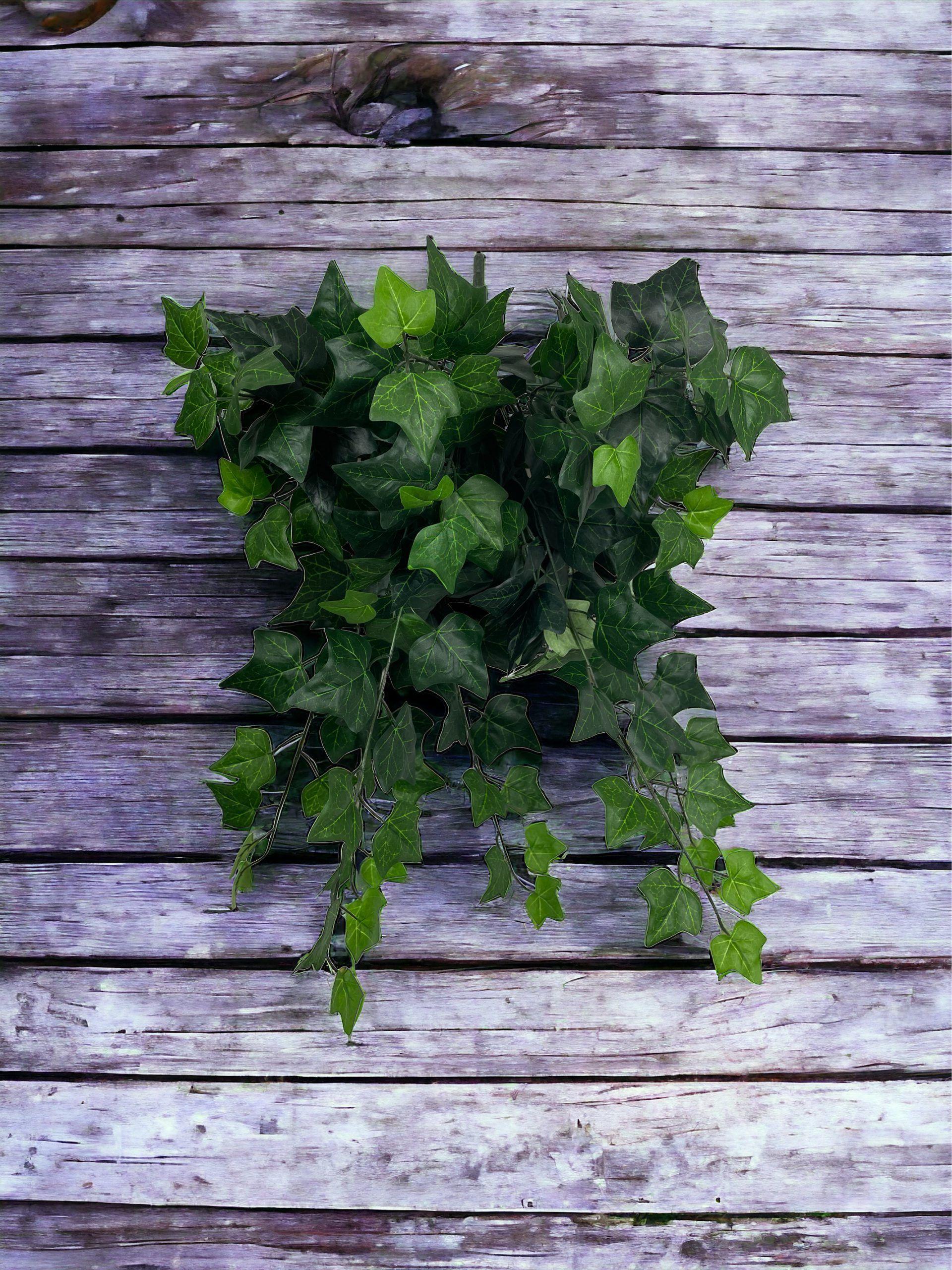 Hiedra Inglesa Delux Con Filtro Uv 58cm-2