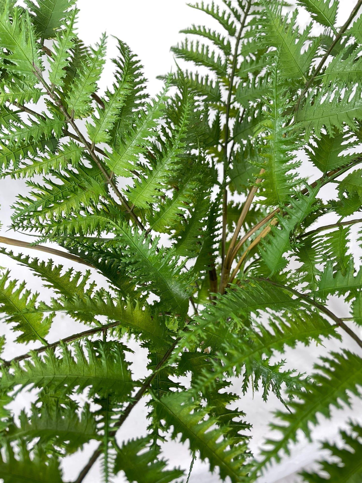 Helecho Pluma 76cm Artificial | Estilo Natural para Interiores y Vitrinas-2