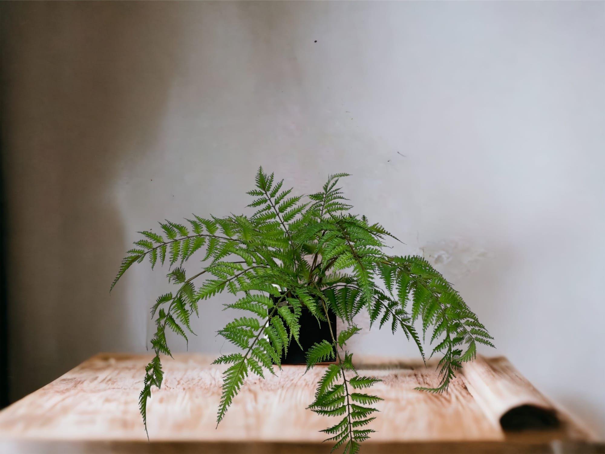 Helecho Pluma 76cm Artificial | Estilo Natural para Interiores y Vitrinas-4