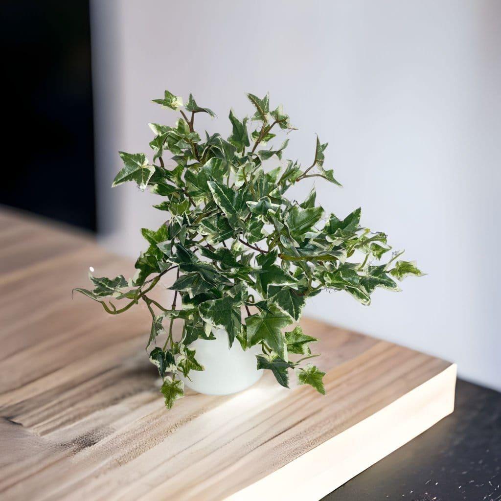 Hiedra Variegada Artificial | Estilo Natural para Interiores y Vitrinas-3