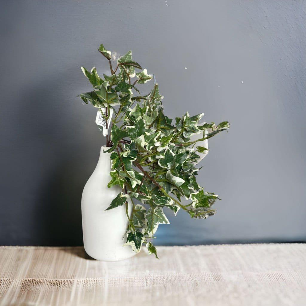 Hiedra Variegada Artificial | Estilo Natural para Interiores y Vitrinas-4