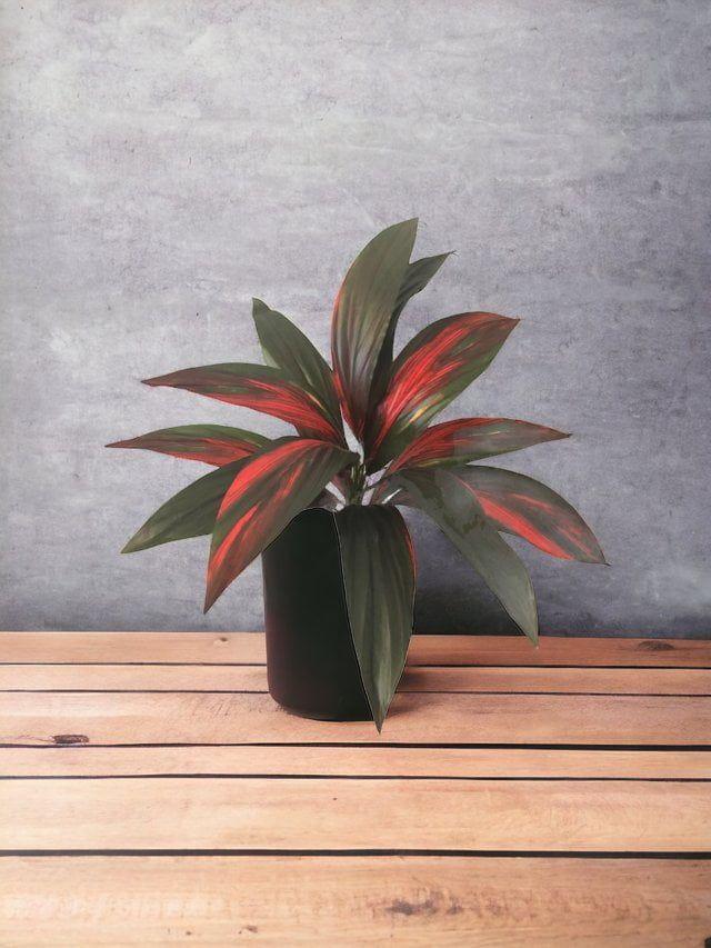 Planta Cordyline 56cm Artificial | Estilo Natural para Interiores y Vitrinas-3