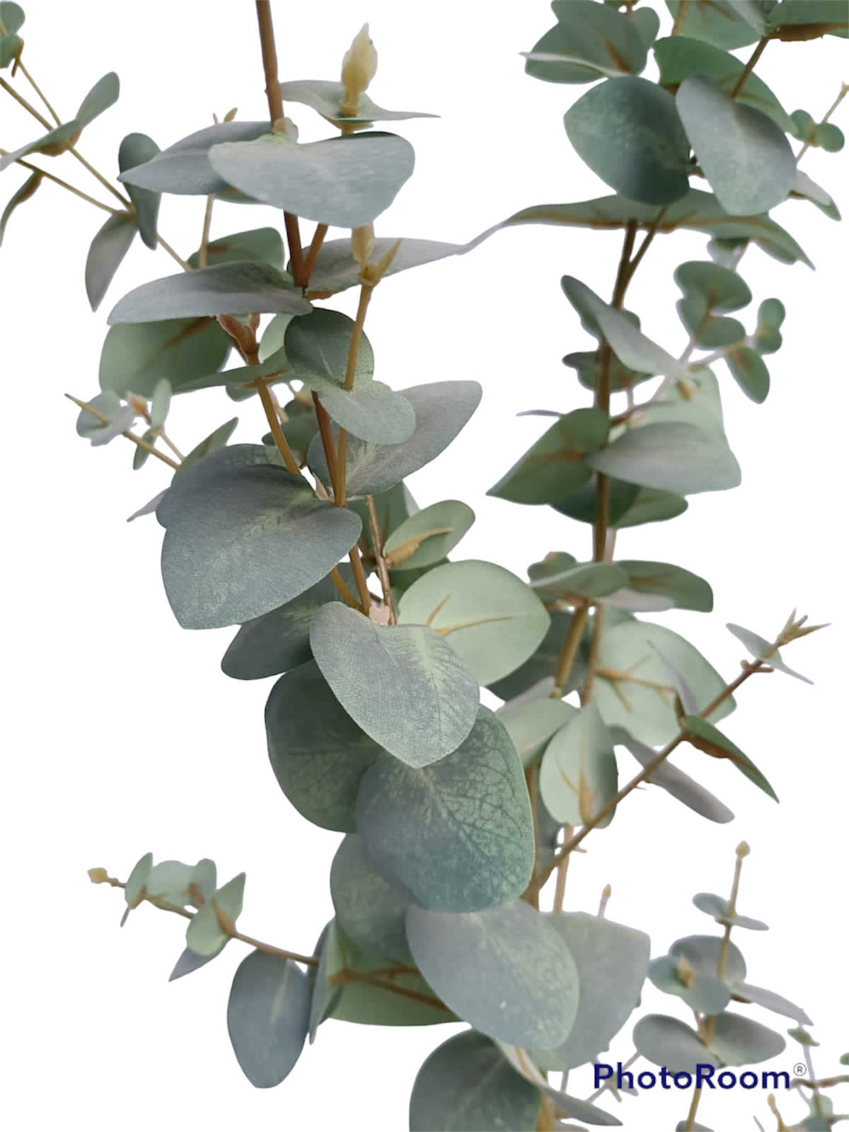 Rama Eucalipto 79cm-3