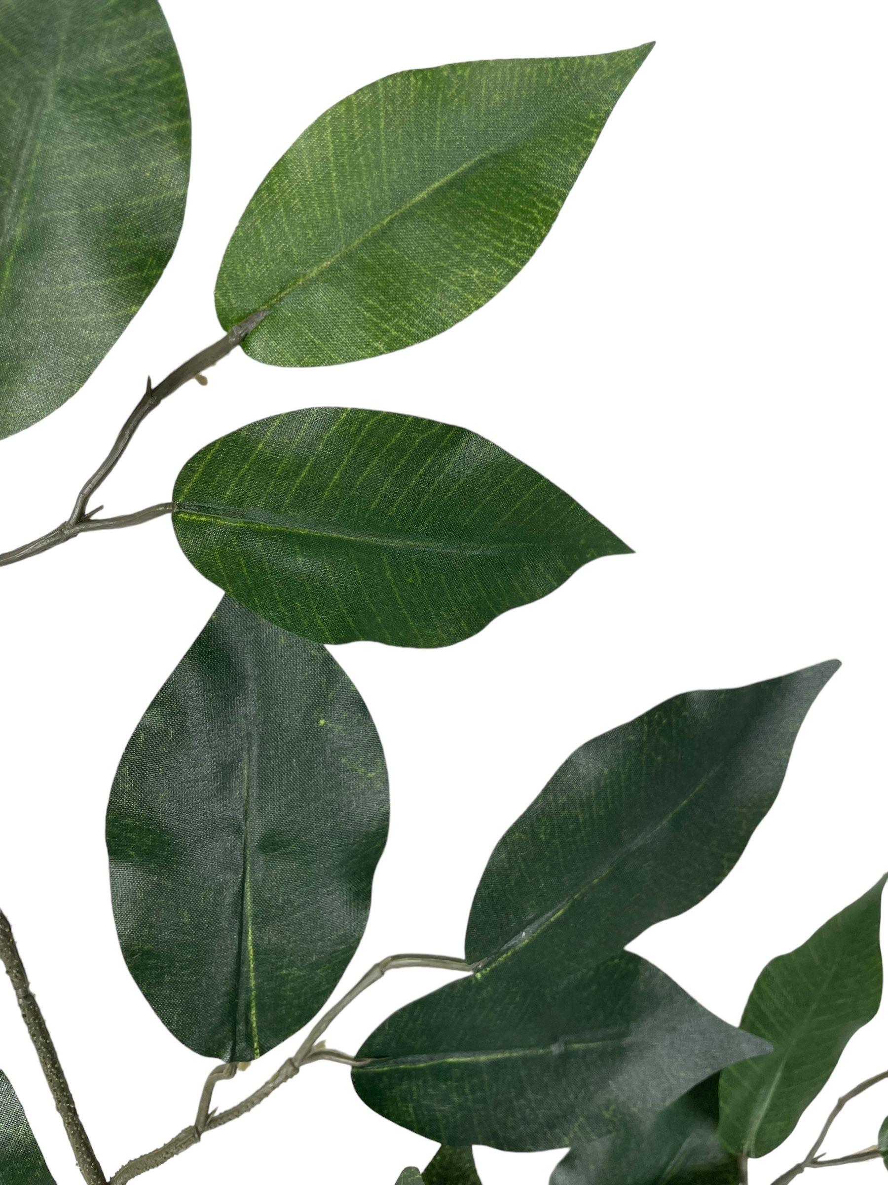 Rama Ficus 50cm-2