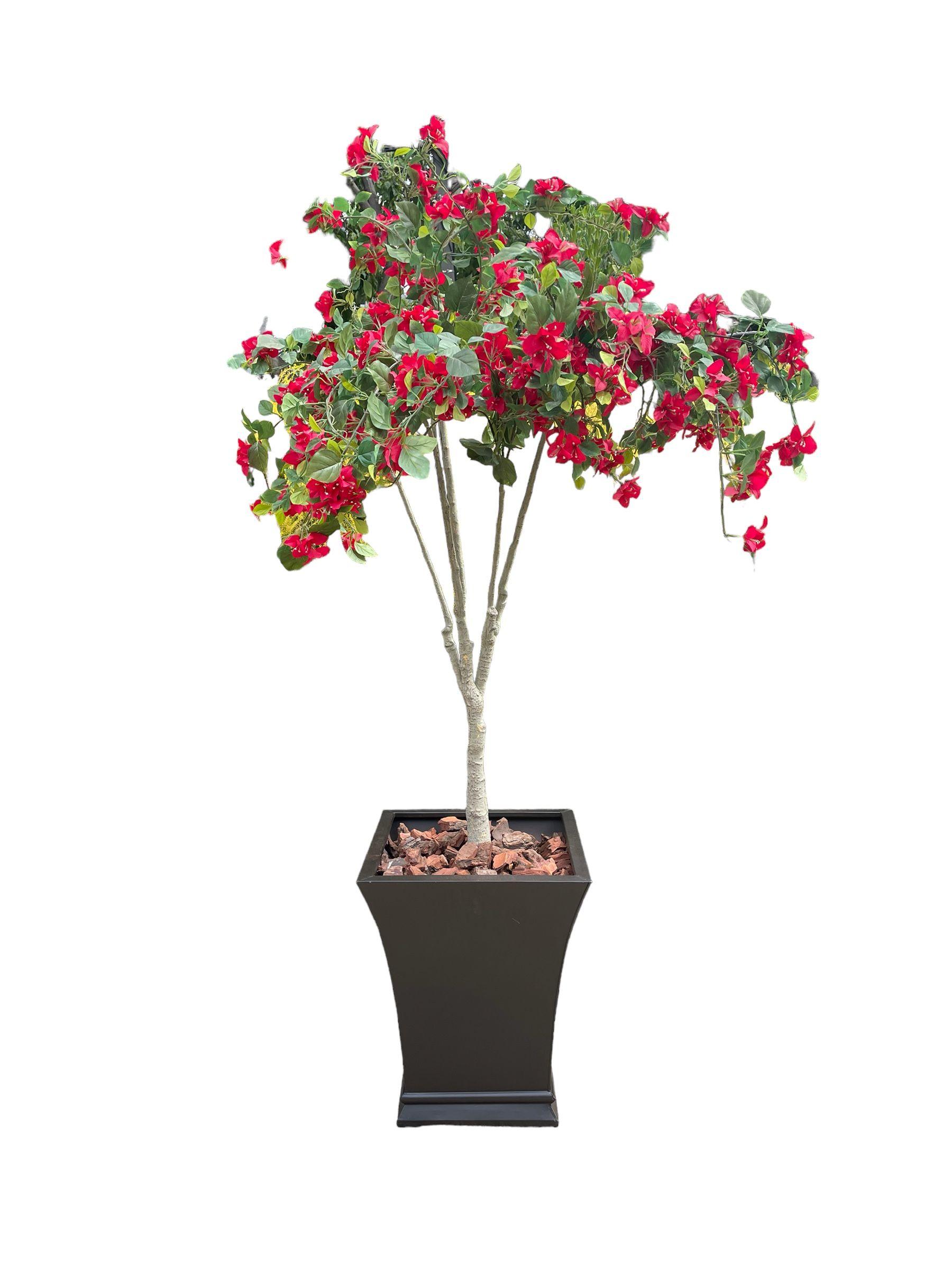 Árbol Buganvilla 150cm-2