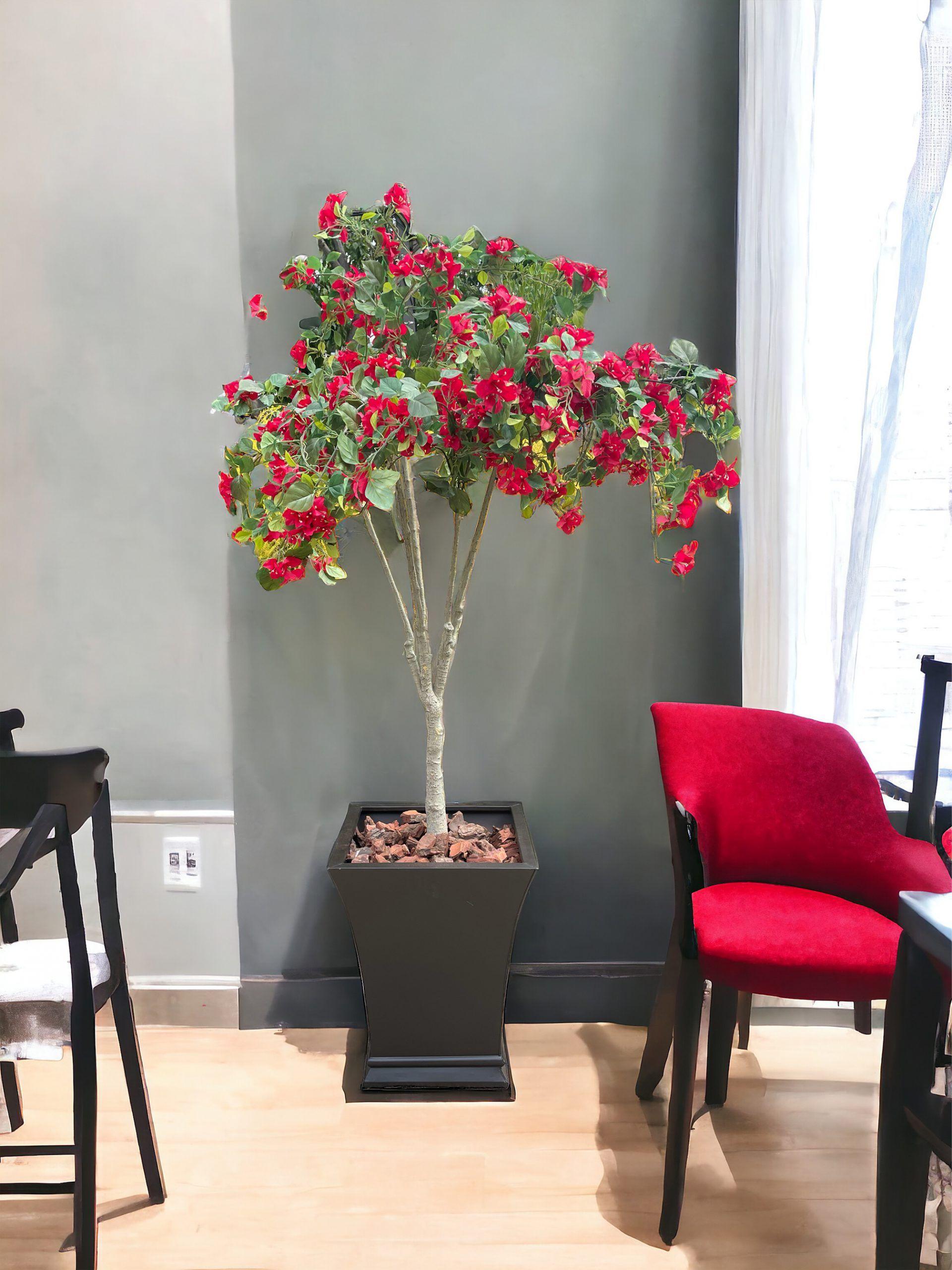 Árbol Buganvilla 150cm-3