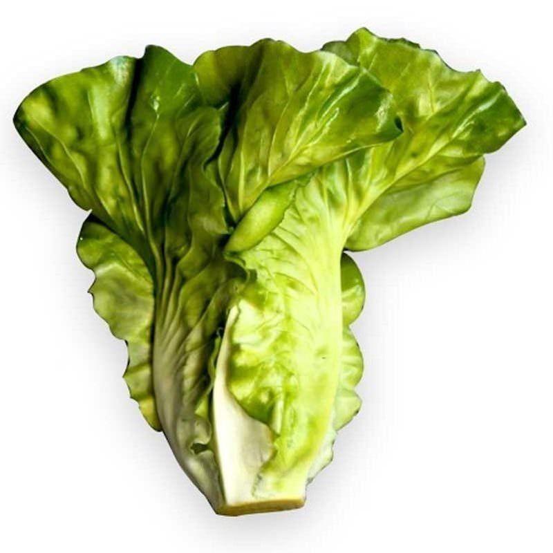 Lechuga Costina Artificial 17cm Artificial | Estilo Natural para Interiores y Vitrinas-3