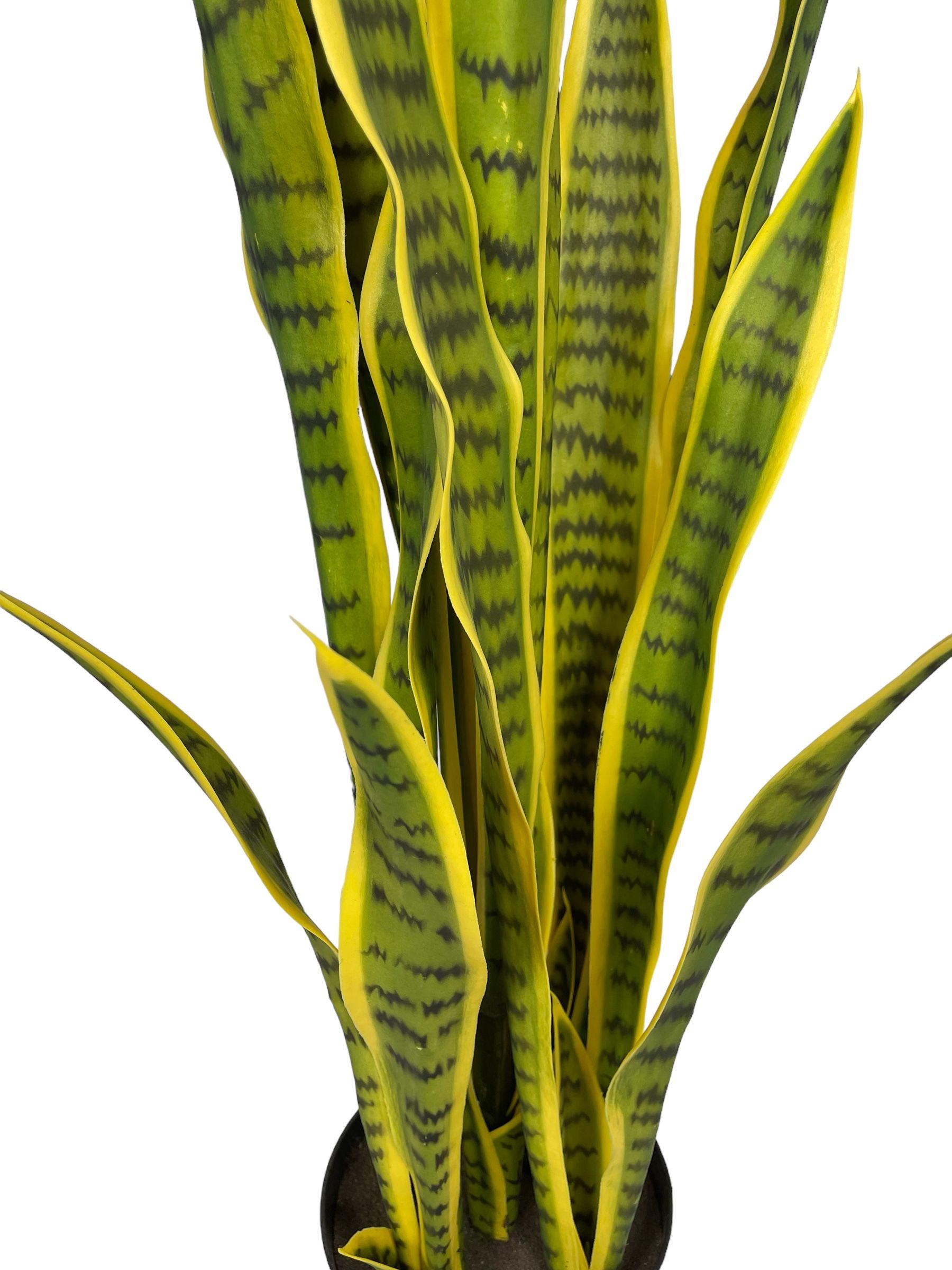 Planta Sansevieria Amarilla 112cm-1