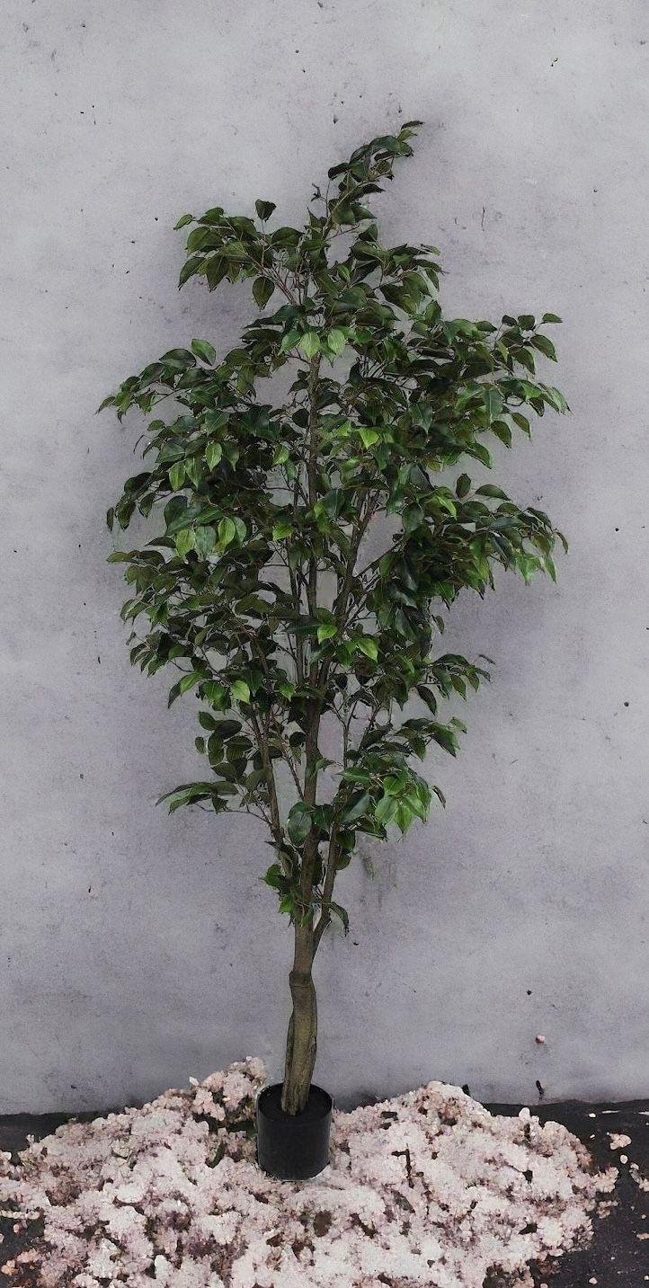 PLANTA DECORATIVA COREL ARBOL DE FICUS 210CM-2