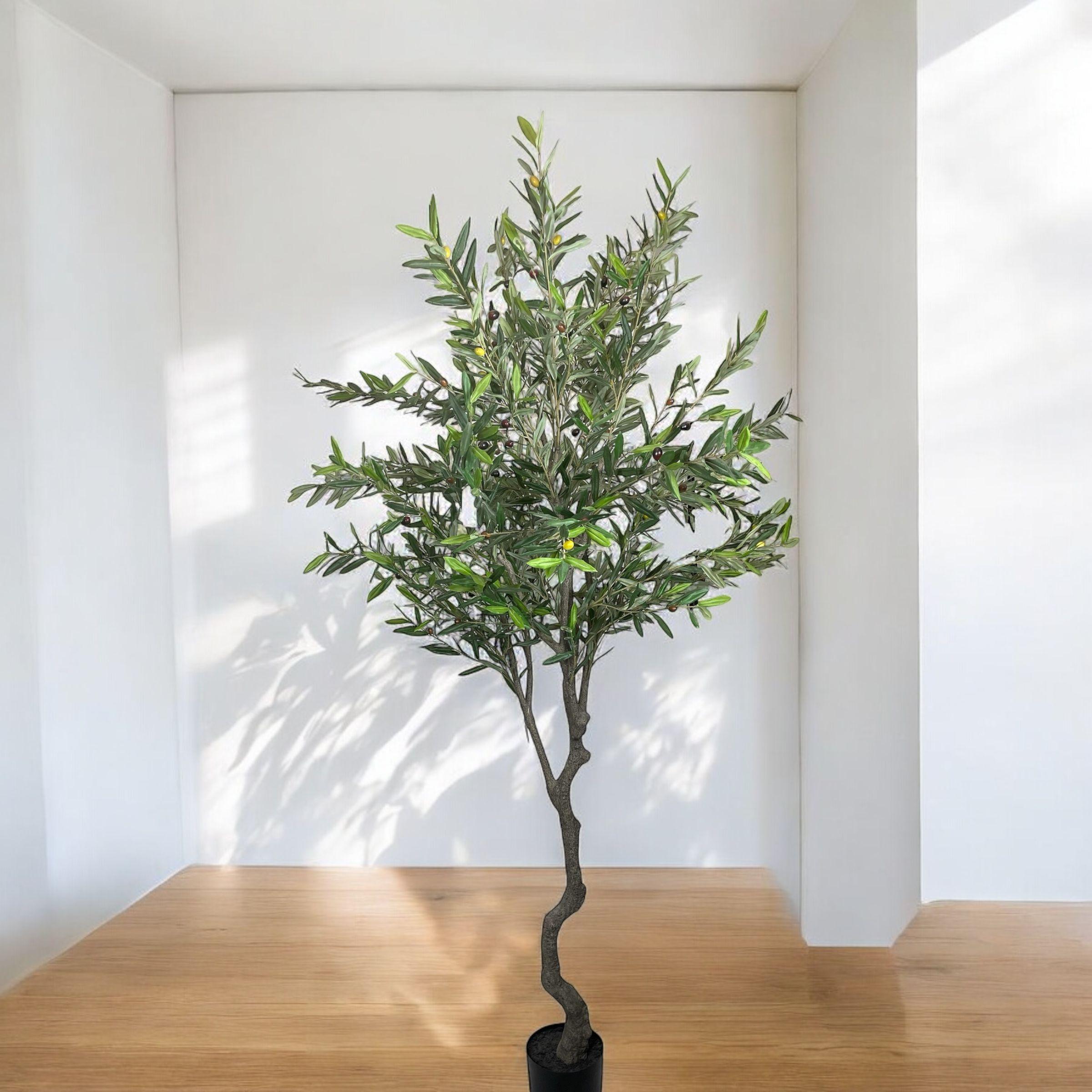Árbol Olivo 240cm-2
