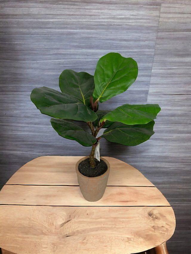Ficus Lyrata Con Macetero 50cm Artificial | Estilo Natural para Interiores y Vitrinas-2