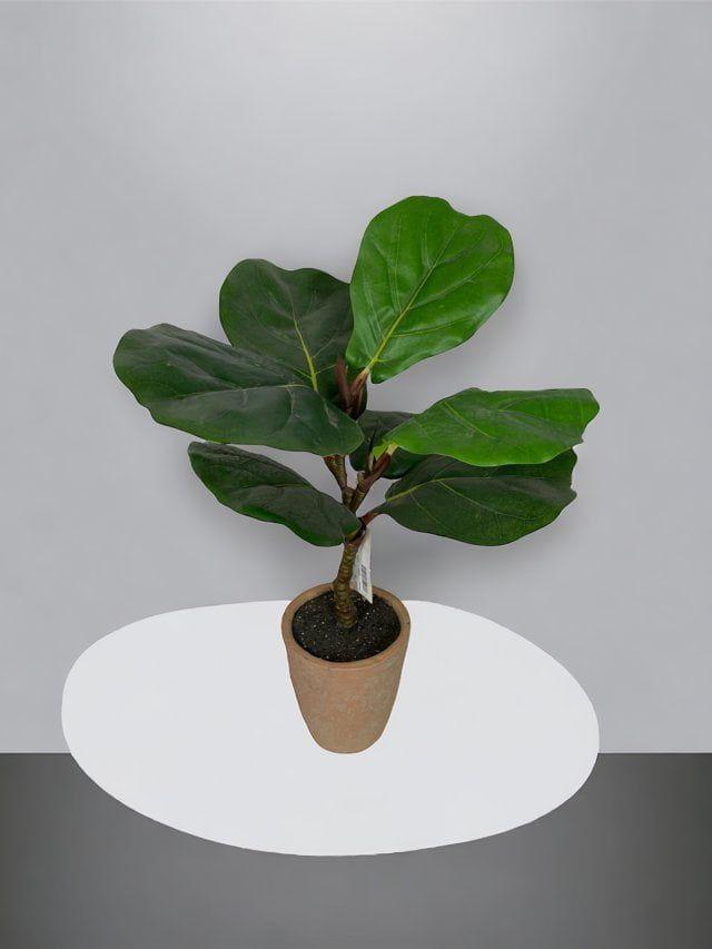 Ficus Lyrata Con Macetero 50cm Artificial | Estilo Natural para Interiores y Vitrinas-3