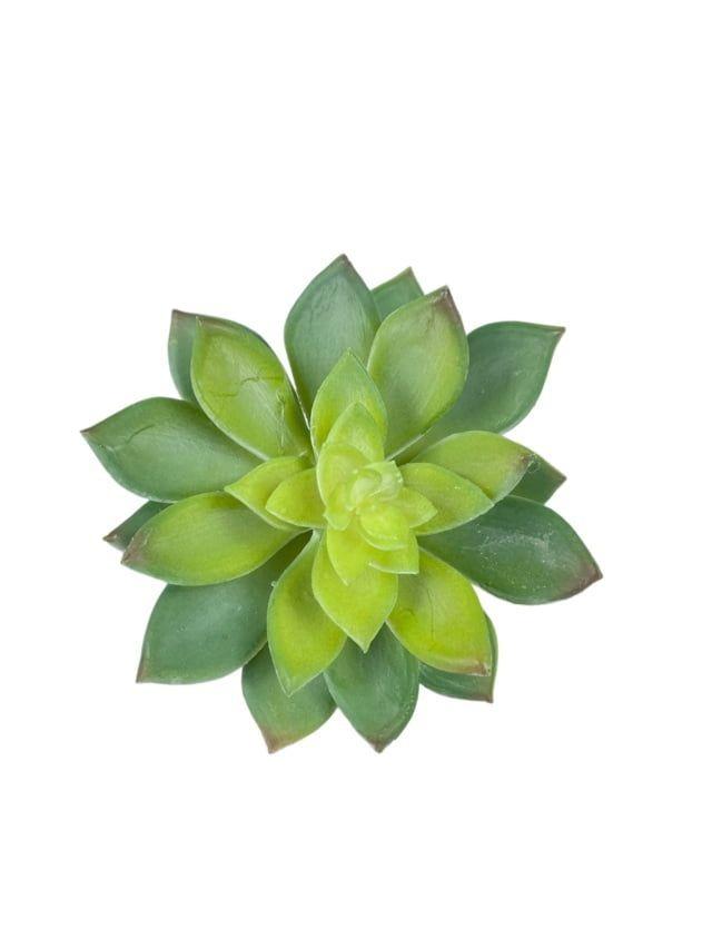 Cactus Echeveria Verde 14cm Artificial | Estilo Natural para Interiores y Vitrinas-3