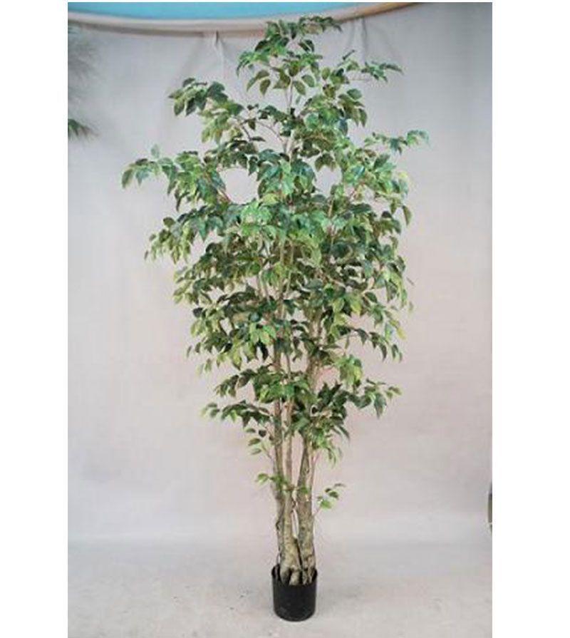 Planta Decorativa Arbol Ficus 240Cm-3