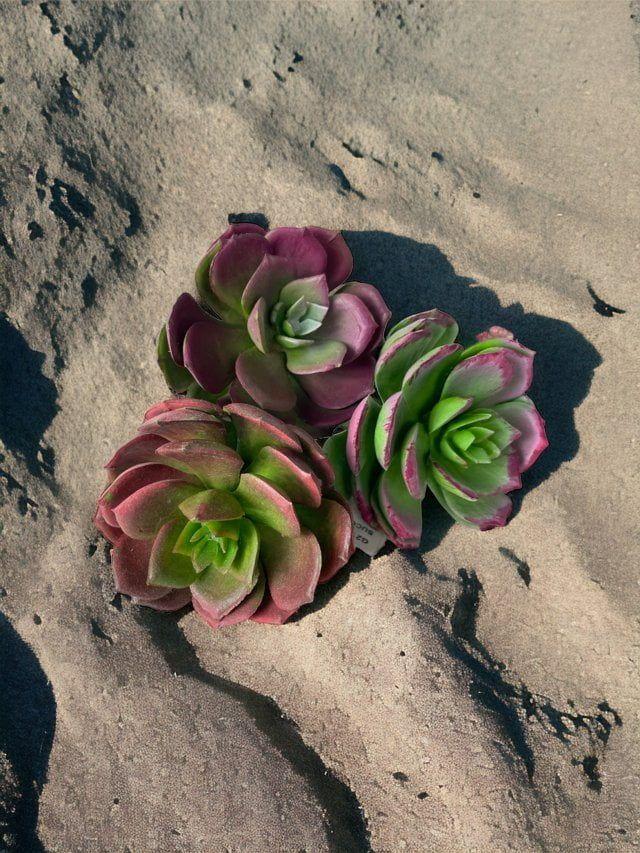 Suculenta Roja 17cm Artificial | Estilo Natural para Interiores y Vitrinas-3