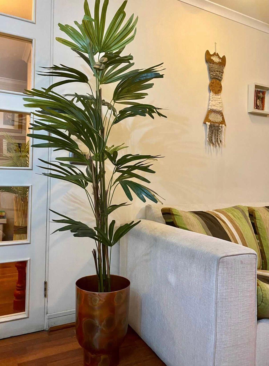 PLANTA DECORATIVA COREL PALMERA RAPHIS 150CM-4