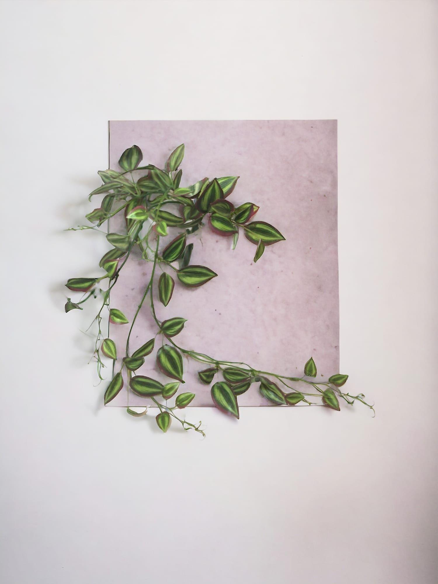 Hiedra Zebrina 70cm Artificial | Estilo Natural para Interiores y Vitrinas-2