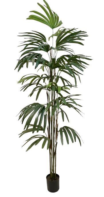 Palmera Raphis 150cm-0