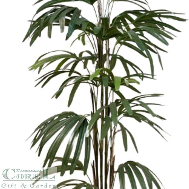 Palmera Raphis 150cm-1