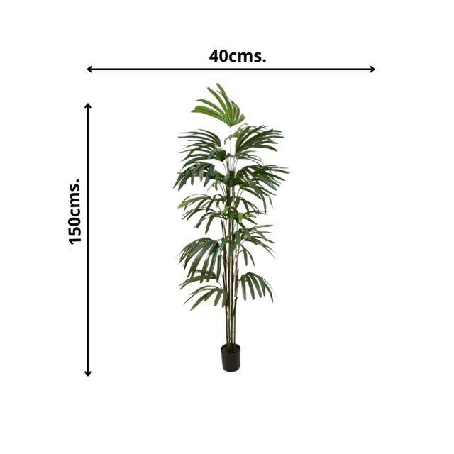 Palmera Raphis 150cm-2