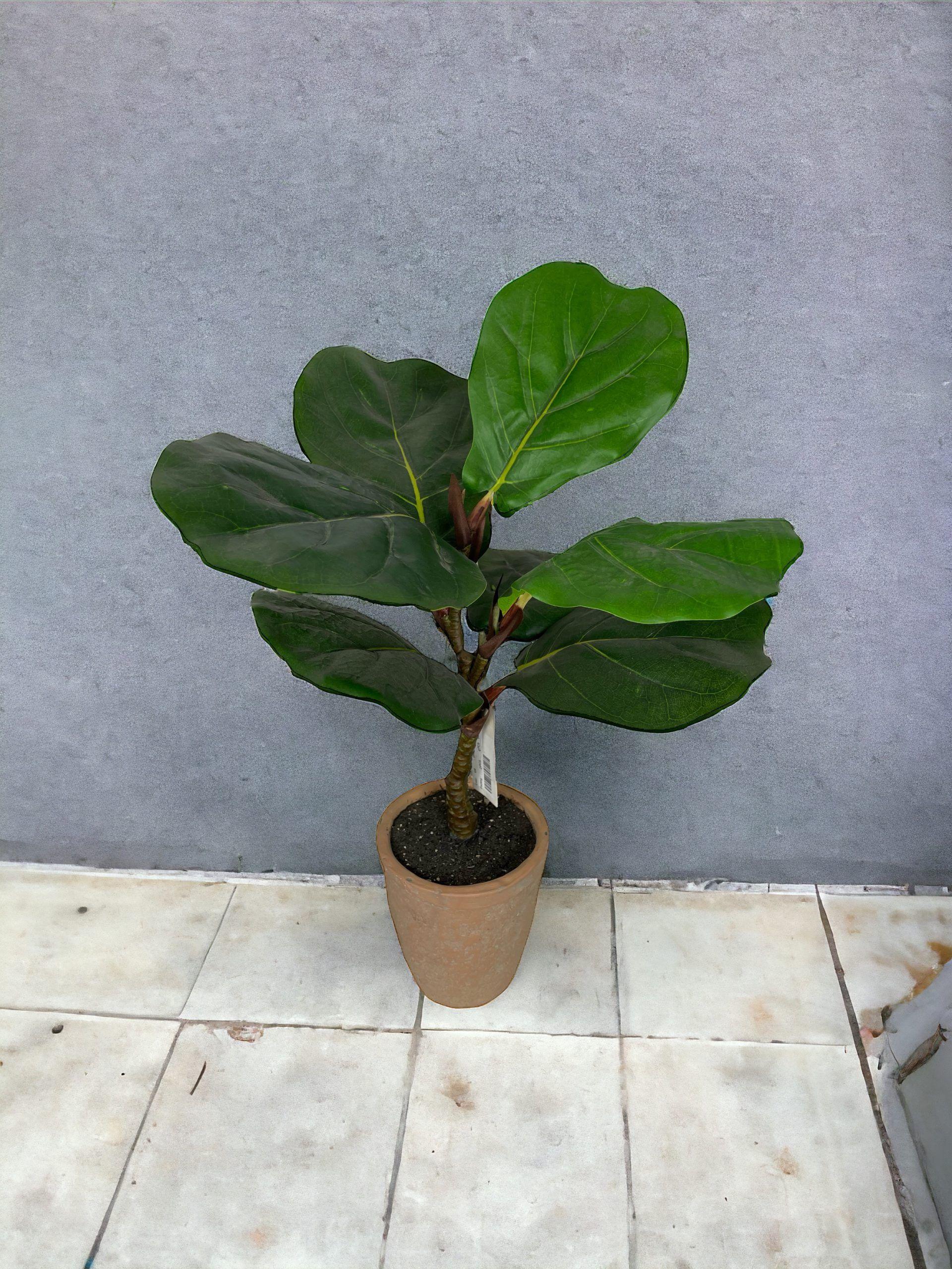 Planta Ficus Lyrata 50cm-2