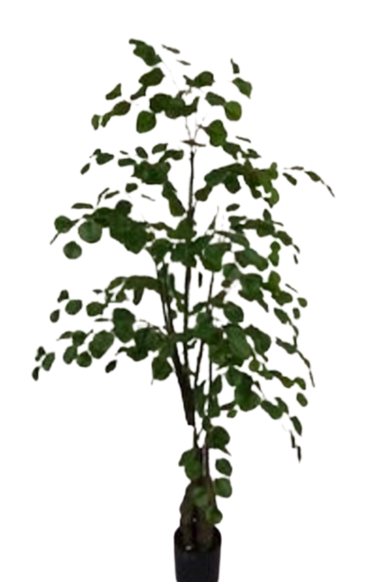 Planta Decorativa Arbol De Eucalipto 150Cm-4