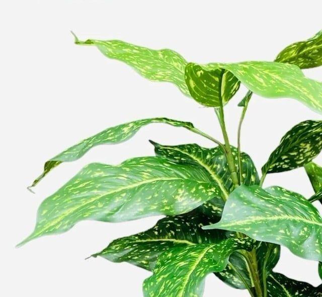 Rama Artificial Acuba 55cm Artificial | Estilo Natural para Interiores y Vitrinas-3