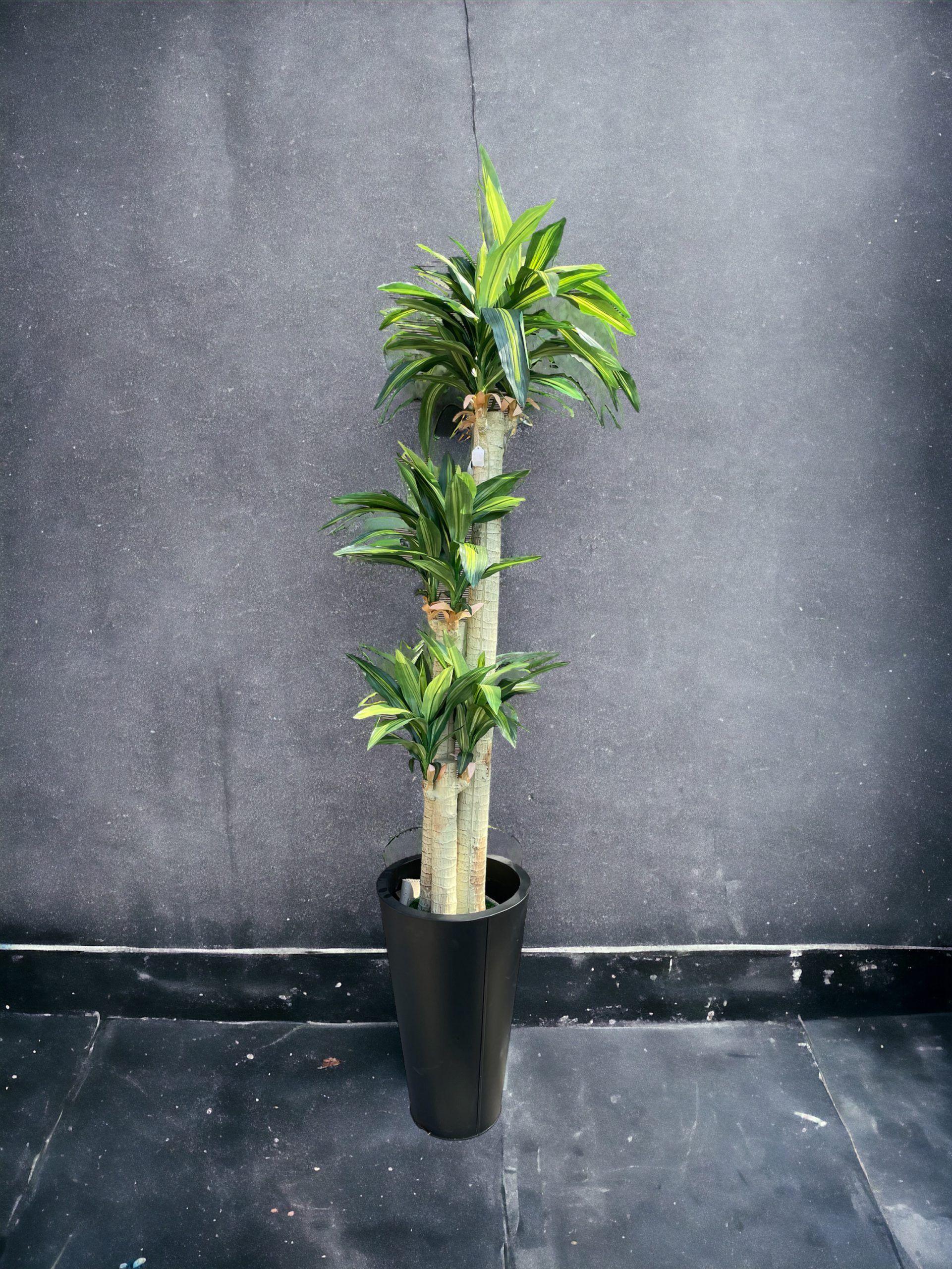 Planta Dracena 166cm-2