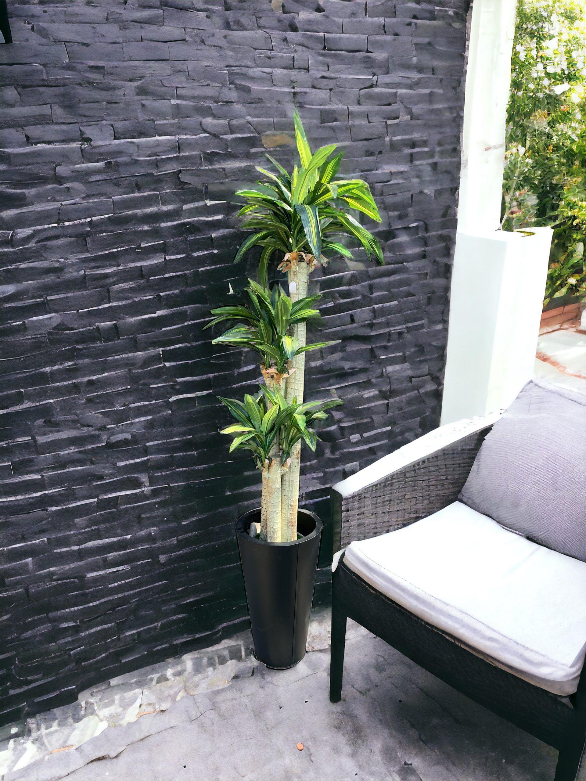 Planta Dracena 166cm-3