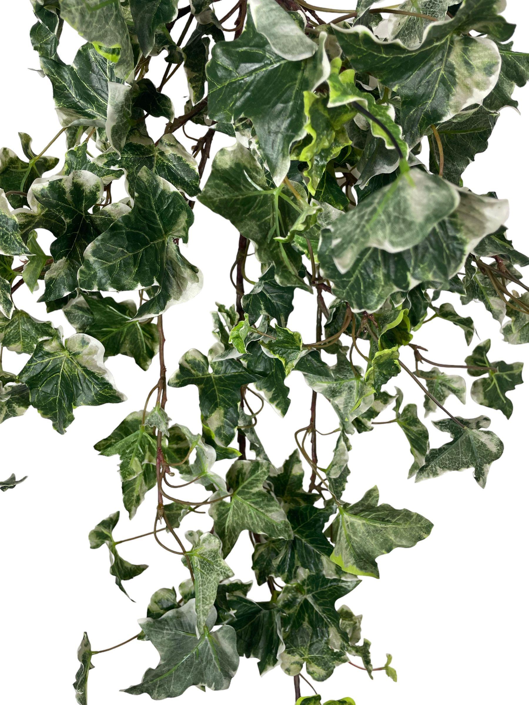 Hiedra Inglesa Variegada 100cm-2