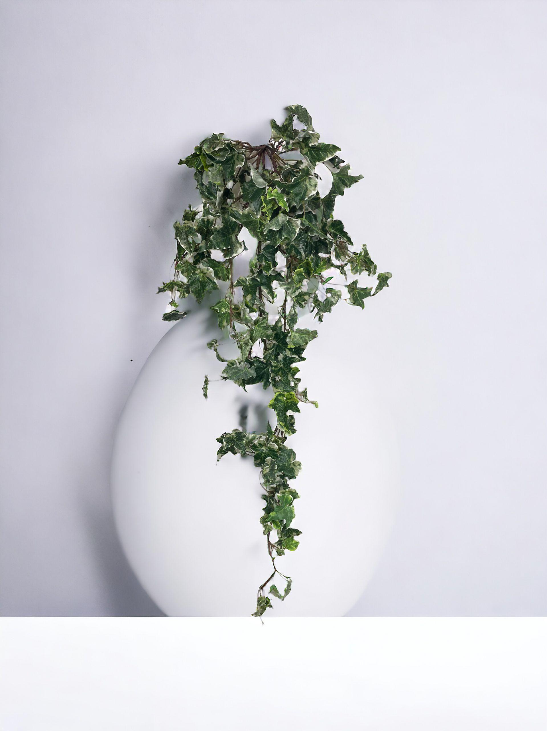 Hiedra Inglesa Variegada 100cm-3