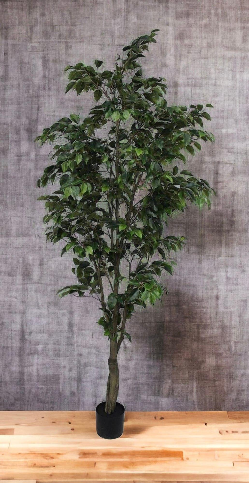 Ficus Clásico 240cm Artificial | Estilo Natural para Interiores y Vitrinas-2