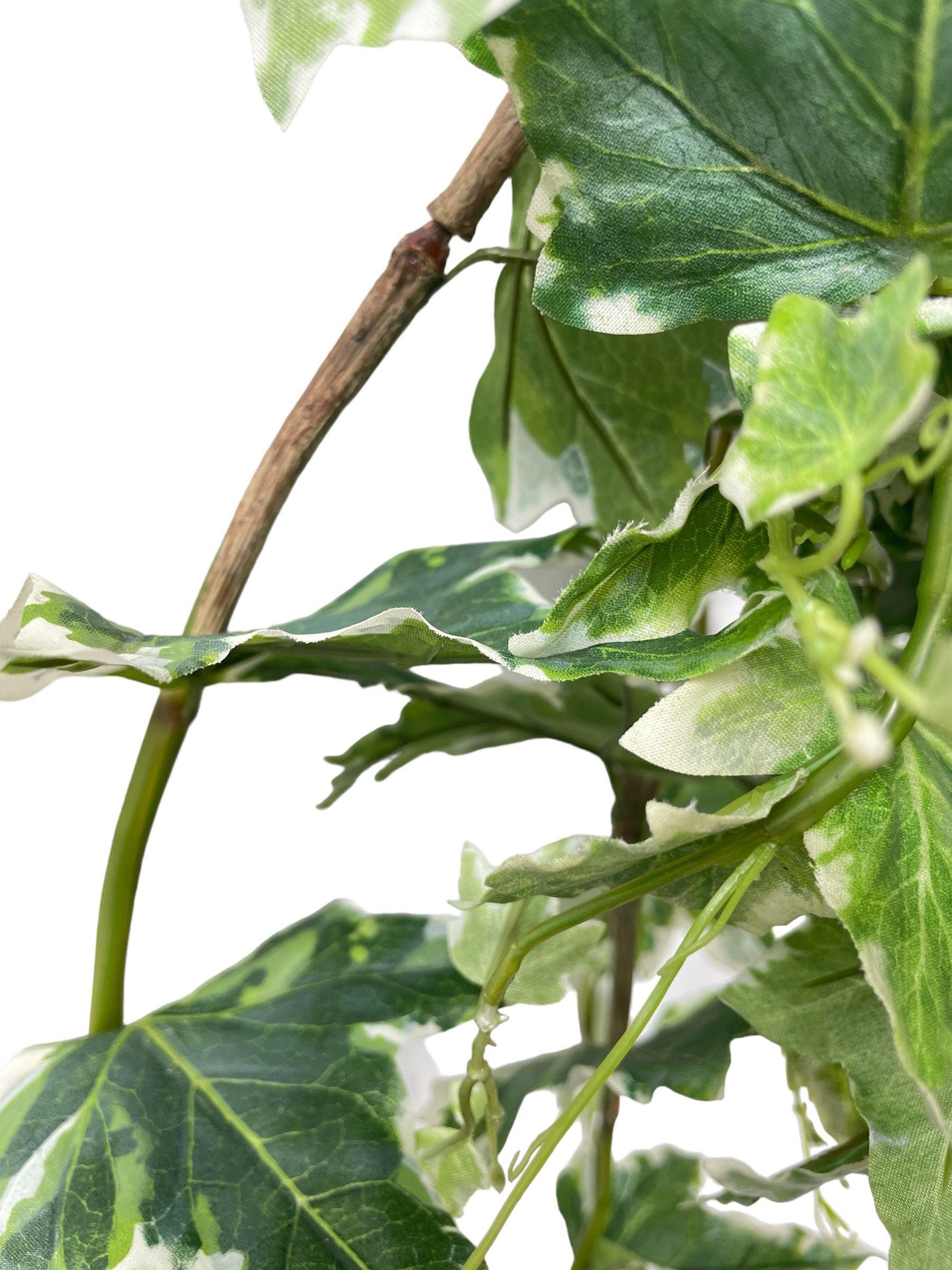 Hiedra Colgante Ivy Variegada 100Cm-2