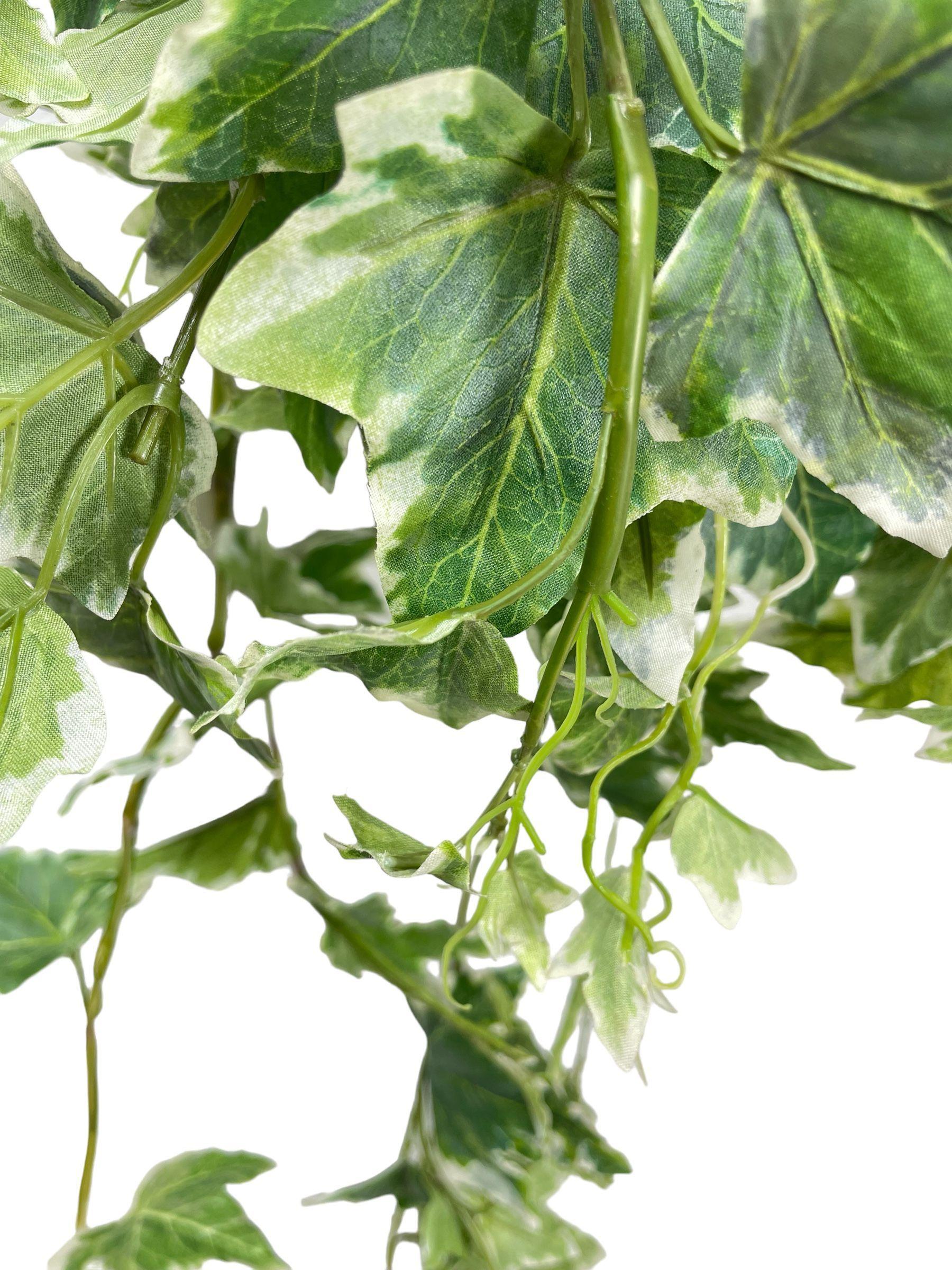 Hiedra Colgante Ivy Variegada 100Cm-3