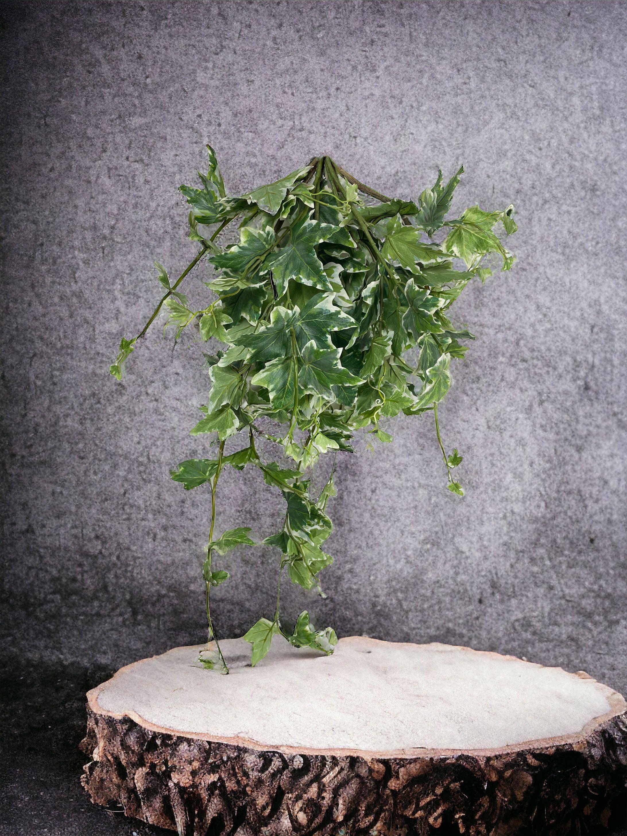 Hiedra Colgante Ivy Variegada 100Cm-4