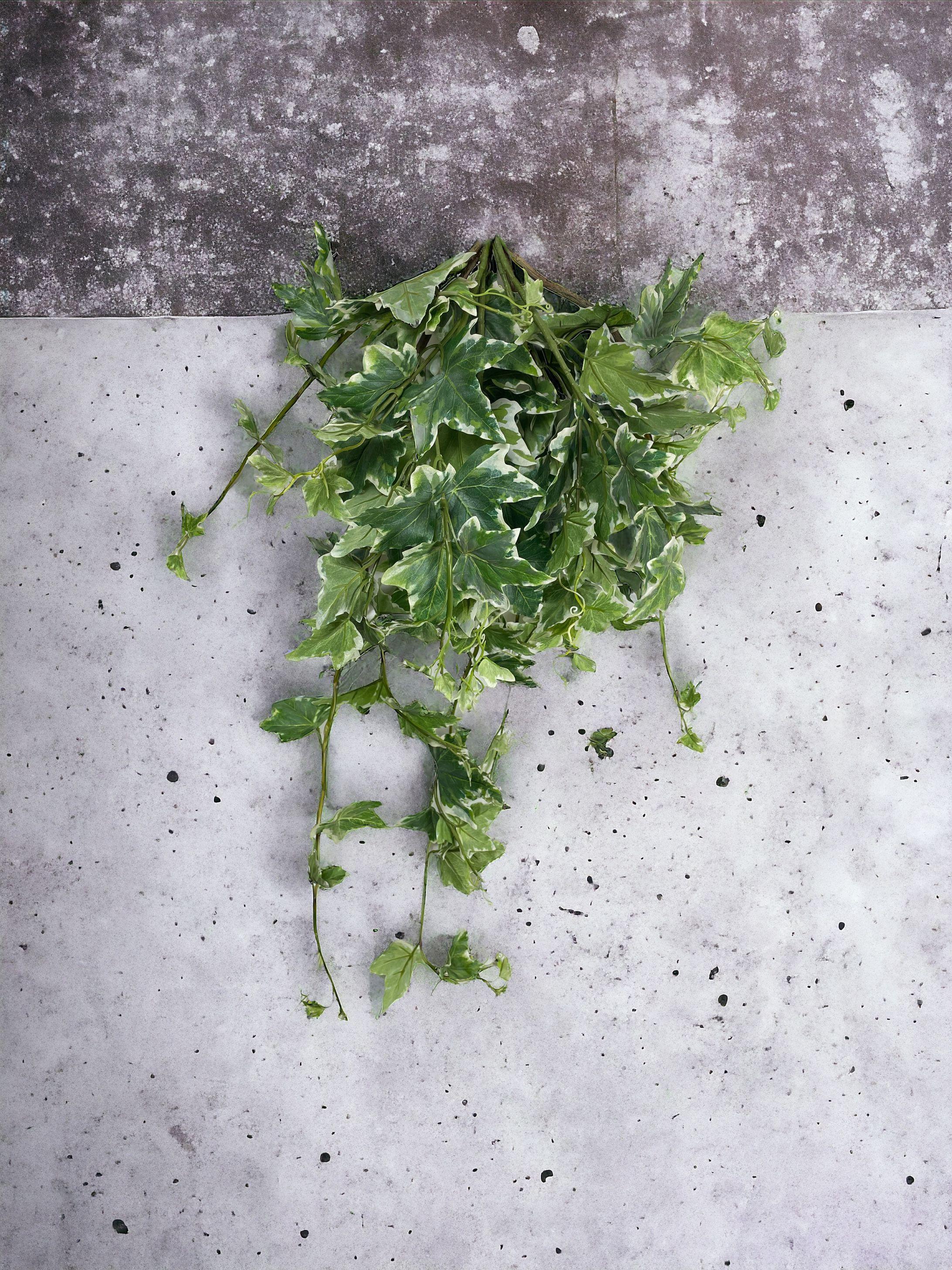 Hiedra Colgante Ivy Variegada 100Cm-5