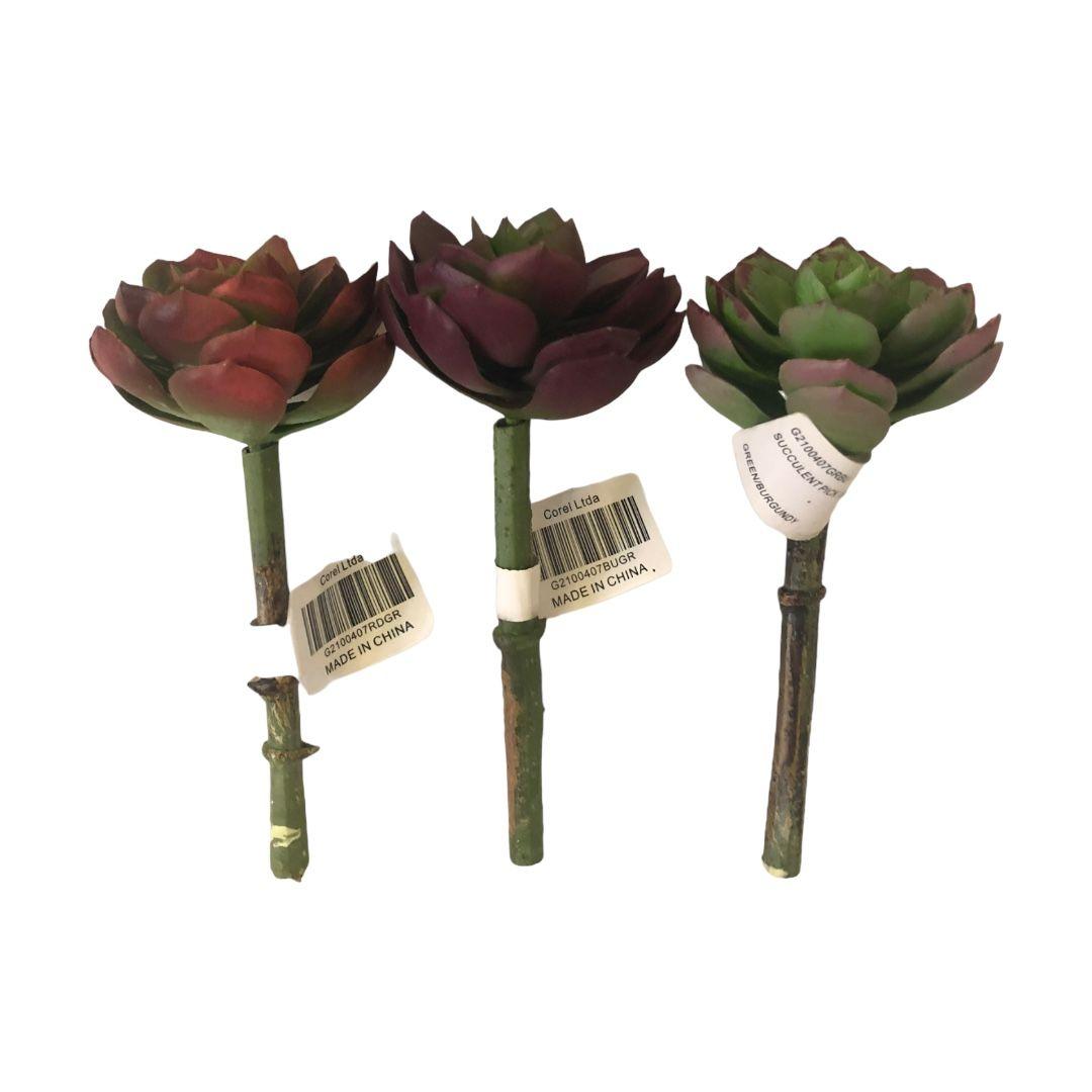 Suculenta Burdeo-Verde 12cm-3