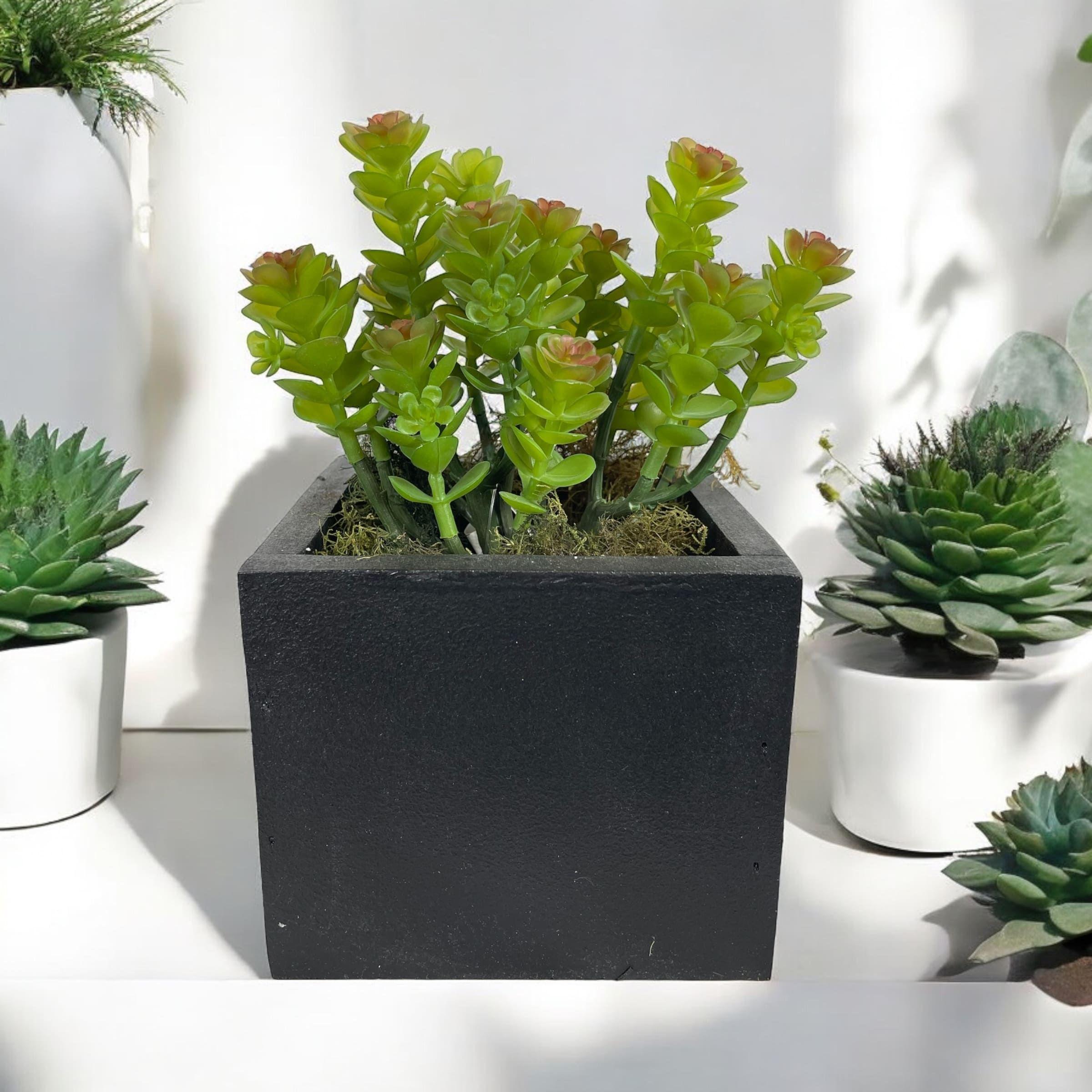 Cactus Boxwood Verde-Rojo Artificial | Estilo Natural para Interiores y Vitrinas-2