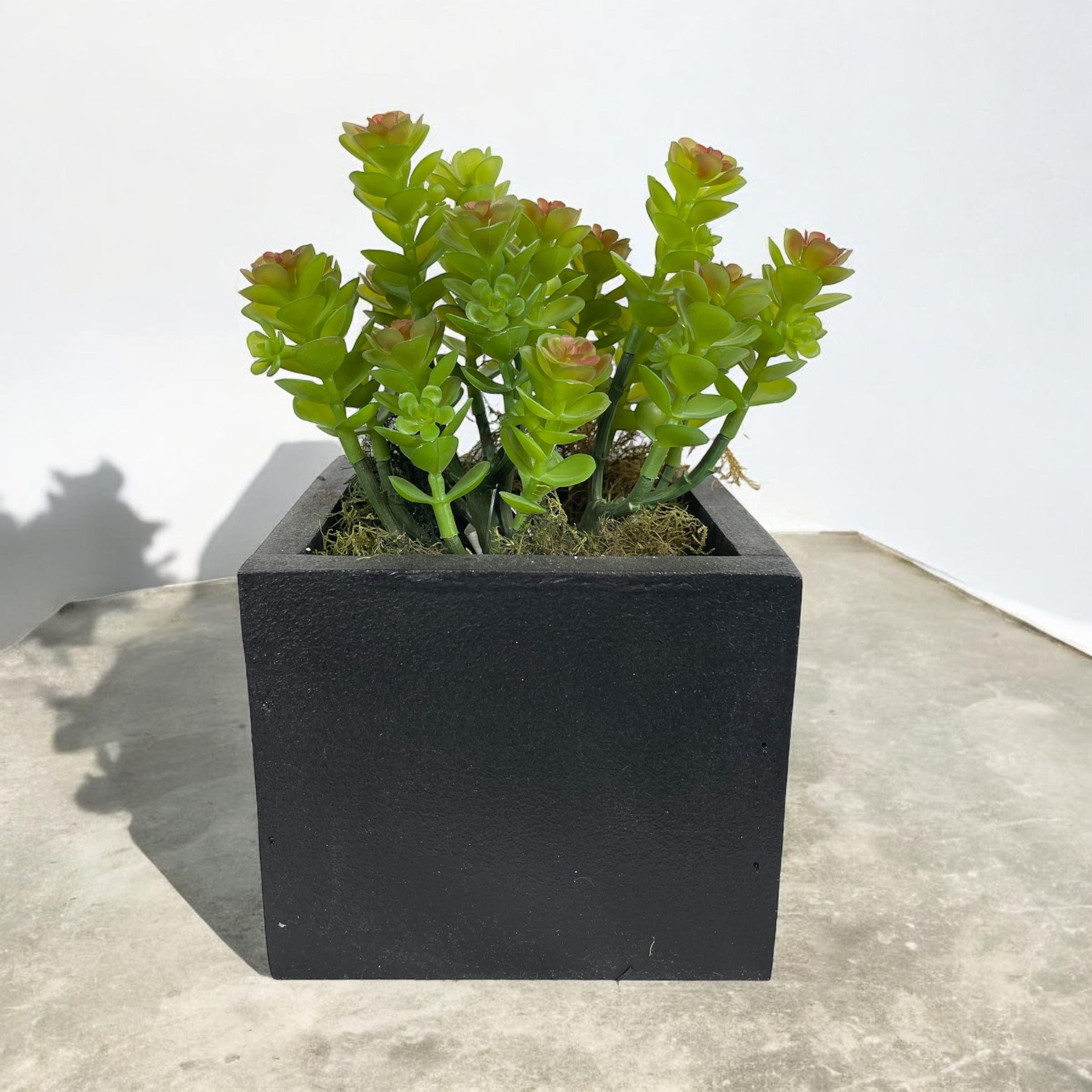 Cactus Boxwood Verde-Rojo Artificial | Estilo Natural para Interiores y Vitrinas-3