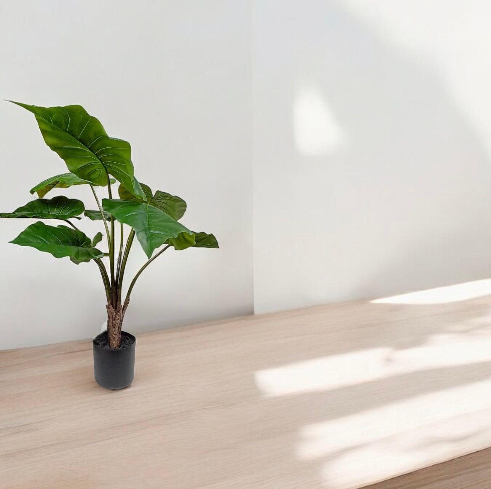 Planta Manto De Eva 71cm-2
