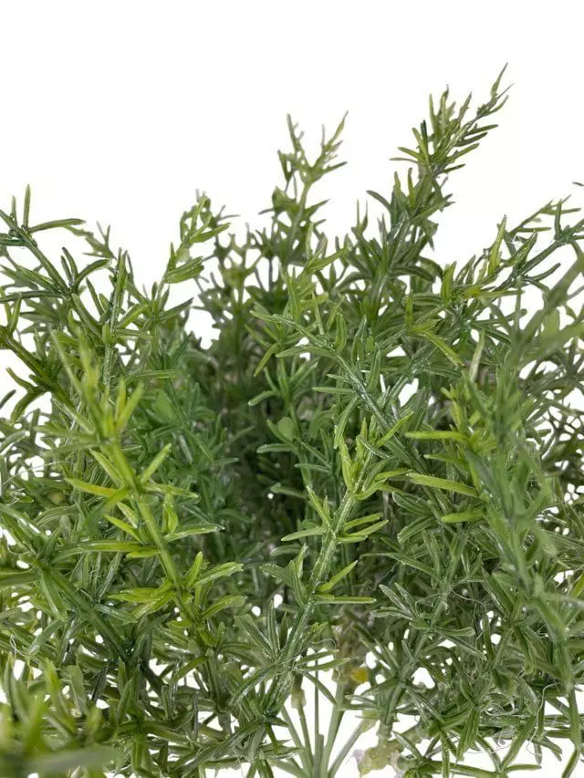 Arreglo De Arbusto Romero 35cm Artificial | Estilo Natural para Interiores y Vitrinas-2