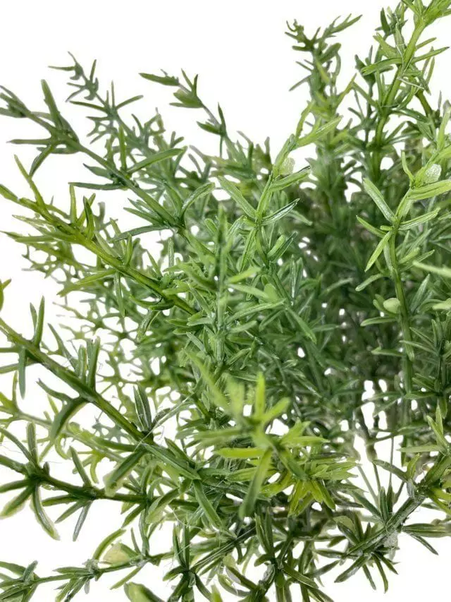 Arreglo De Arbusto Romero 35cm Artificial | Estilo Natural para Interiores y Vitrinas-3