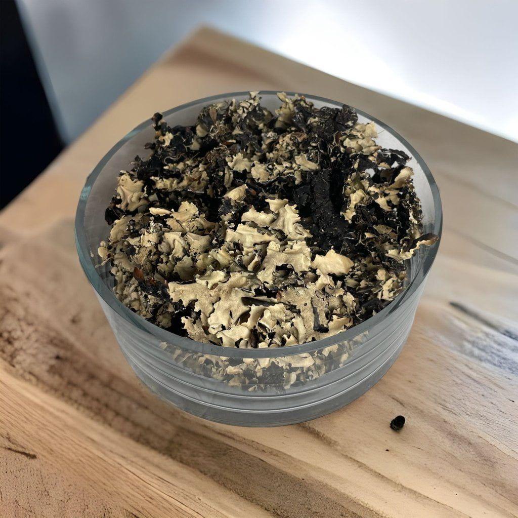 Paquete de Musgo Liquen Artificial Artificial | Estilo Natural para Interiores y Vitrinas-2