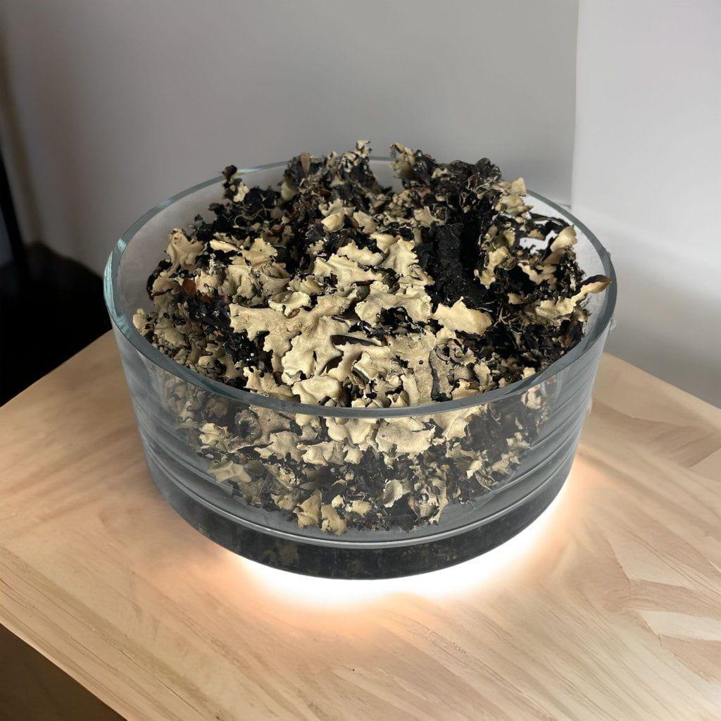 Paquete de Musgo Liquen Artificial Artificial | Estilo Natural para Interiores y Vitrinas-3