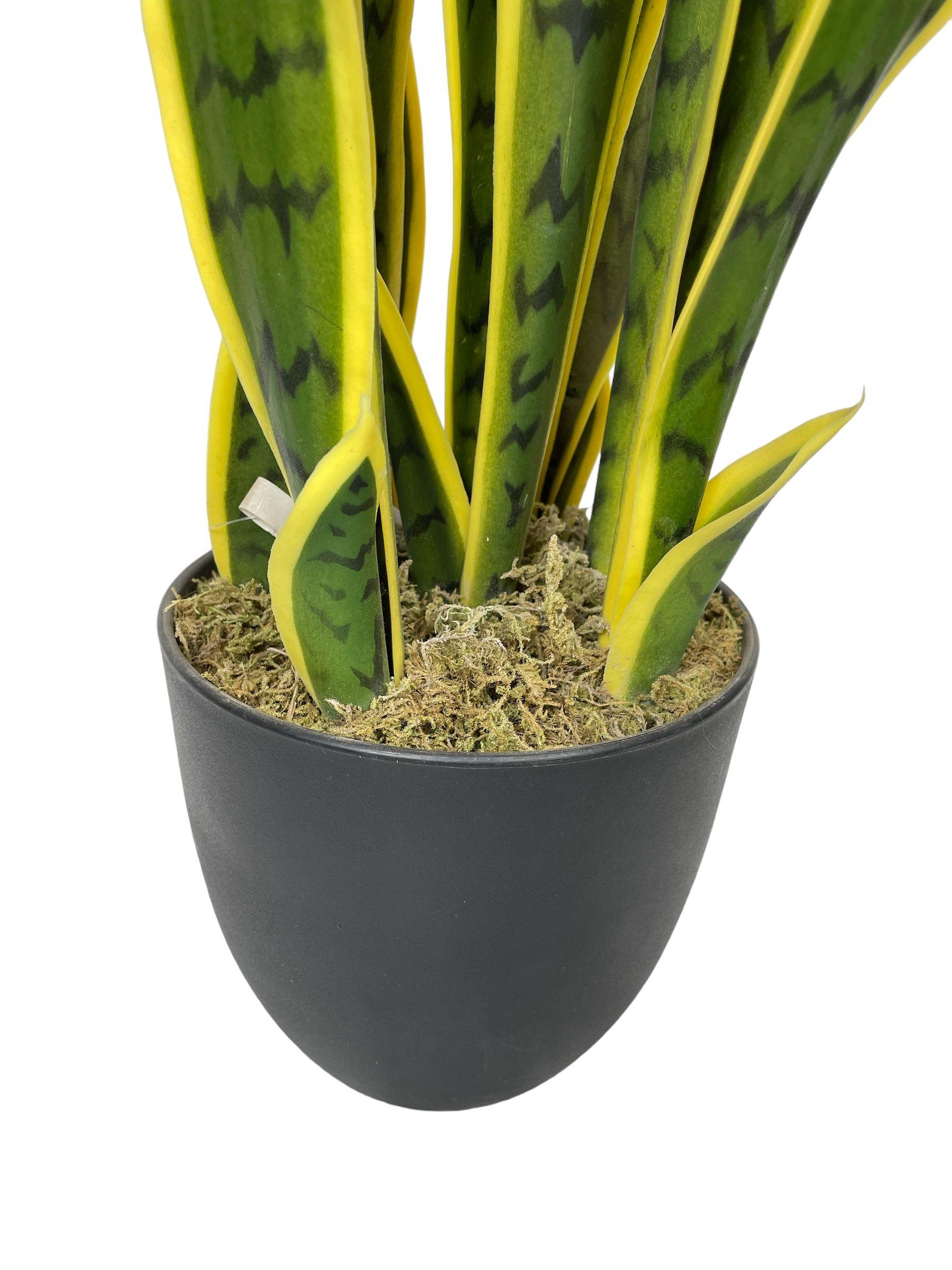 Planta Sansevieria Verde - Amarilla 60cm-2