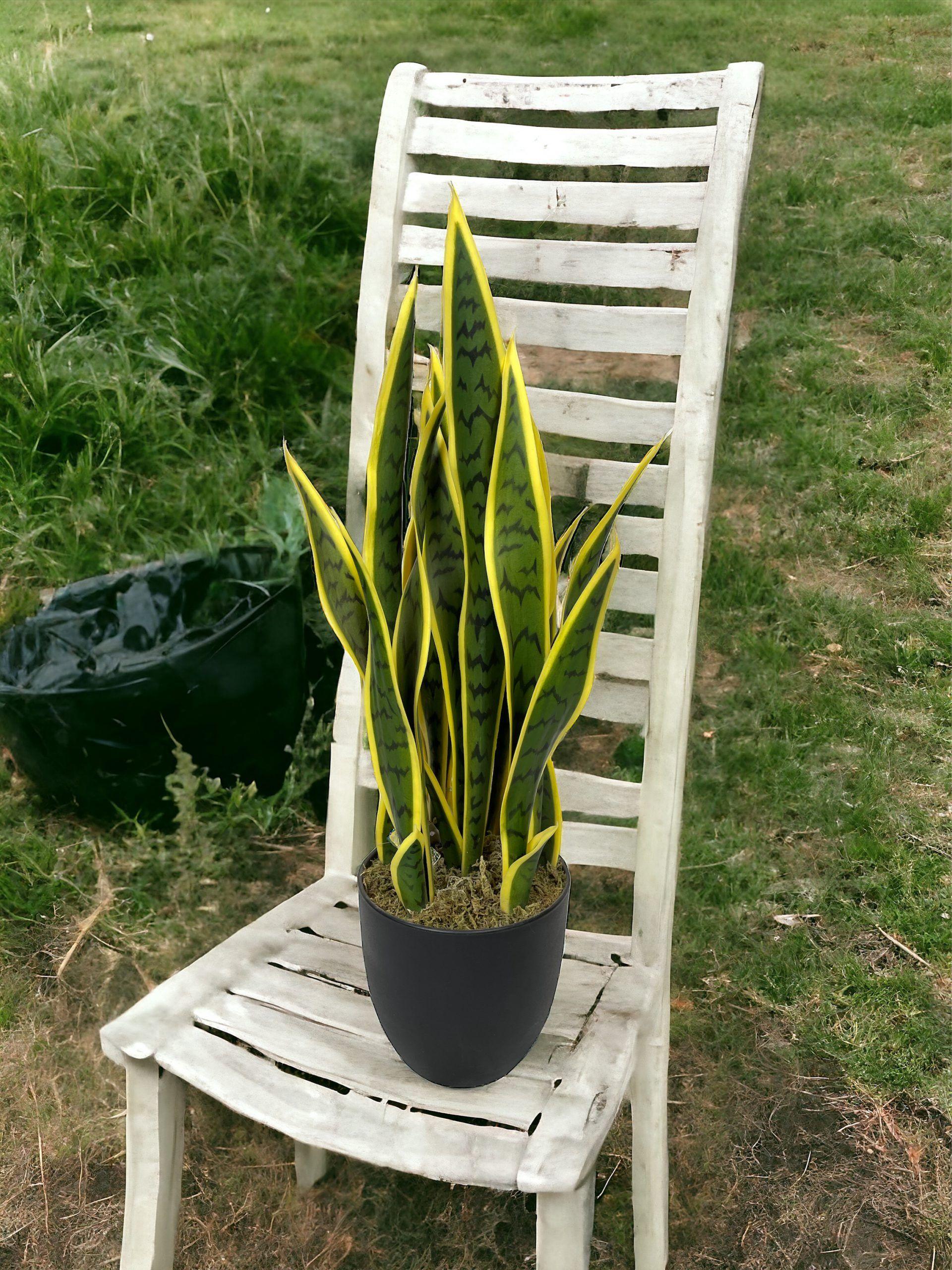 Planta Sansevieria Verde - Amarilla 60cm-3